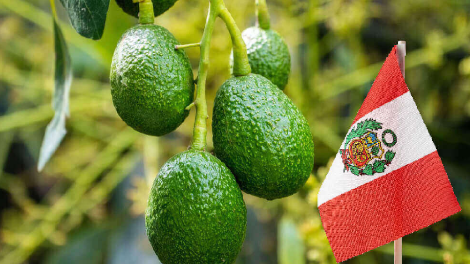 Palta Hass peruana apunta a nuevo récord exportador en 2026